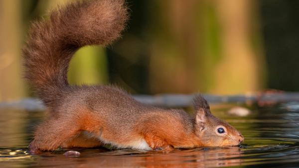 Free red squirrel is standing around water 4k hd squirrel wallpaper download