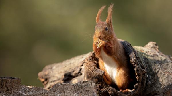 Free red squirrel is standing on tree hole hd squirrel wallpaper download