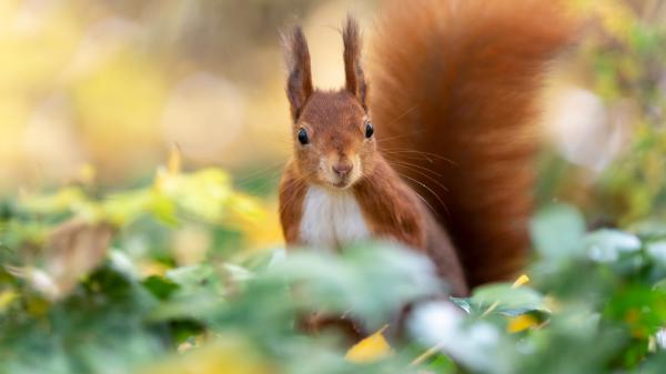 Free red squirrel with black eyes hd squirrel wallpaper download