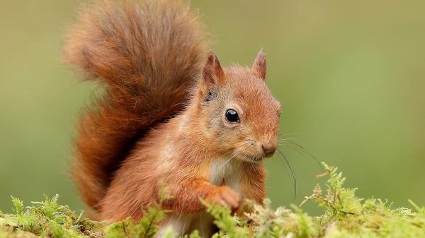 Free red squirrel with black eyes in shallow background hd animals wallpaper download