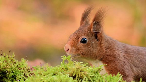 Free red squirrel with black eyes in shallow background hd squirrel wallpaper download