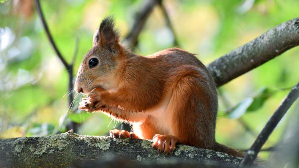 Free red squirrel with black eyes is standing on branch of tree hd squirrel wallpaper download