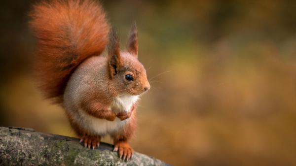 Free red squirrel with shallow background hd squirrel wallpaper download