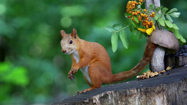 Free red squirrel with shallow background of green trees hd squirrel wallpaper download