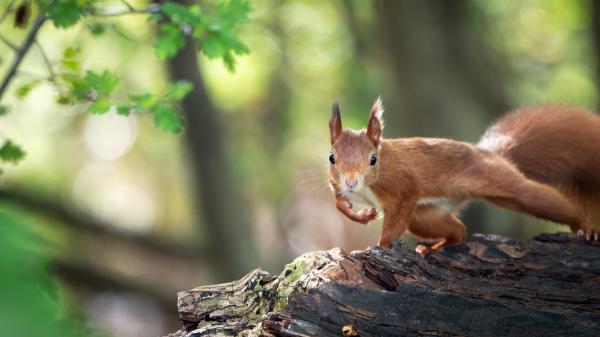 Free red squirrel with shallow background of trees hd squirrel wallpaper download