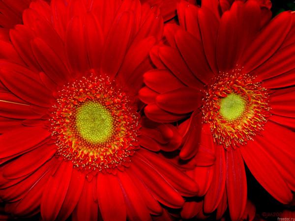 Free red sunflower wallpaper download