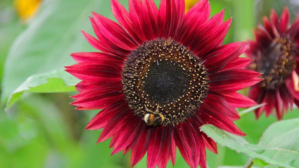 Free red sunflower with background of green leaves hd flowers wallpaper download