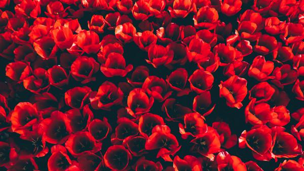 Free red tulip flowers 4k wallpaper download