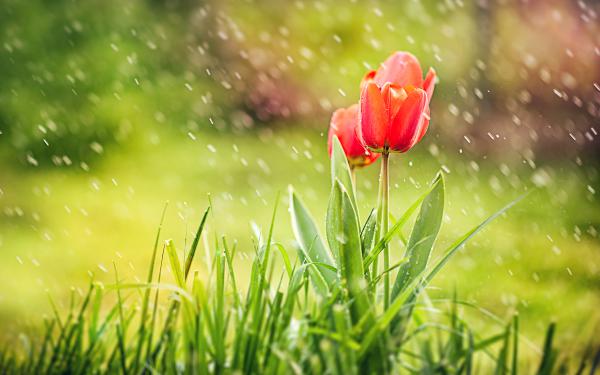 Free red tulip rain wallpaper download