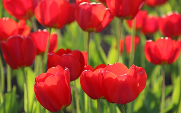 Free red tulips 4k wallpaper download