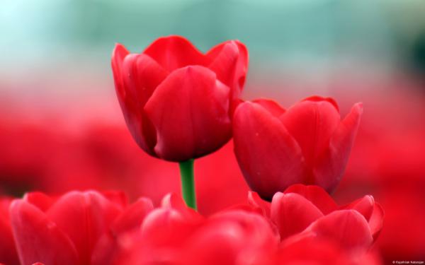 Free red tulips wallpaper download