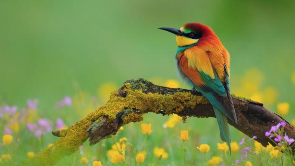 Free red yellow green sharp nose bird is sitting on algae tree trunk in a green background hd animals wallpaper download