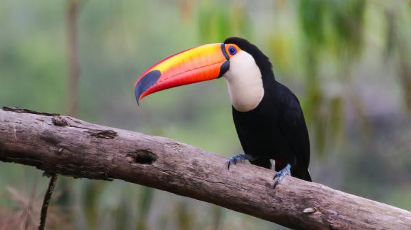 Free red yellow long sharp nose bird on tree branch in blur background hd birds wallpaper download