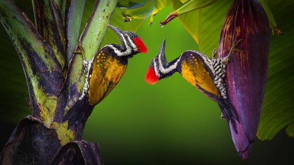 Free red yellow woodpecker on banana tree hd animals wallpaper download