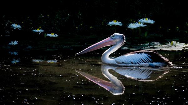 Free reflection of bird pelican on water with flowers on background 4k 5k hd birds wallpaper download