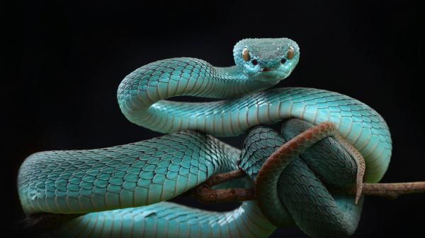 Free reptile gray snake with black background 4k hd animals wallpaper download