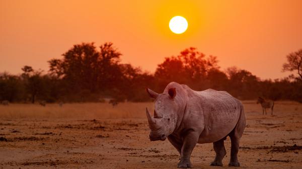 Free rhino with background of trees and sunset 4k hd animals wallpaper download