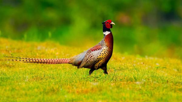 Free ring necked pheasant bird is standing on green grass in blur green background hd birds wallpaper download