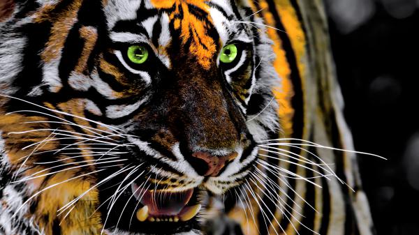 Free roaring tiger 4k 2 wallpaper download