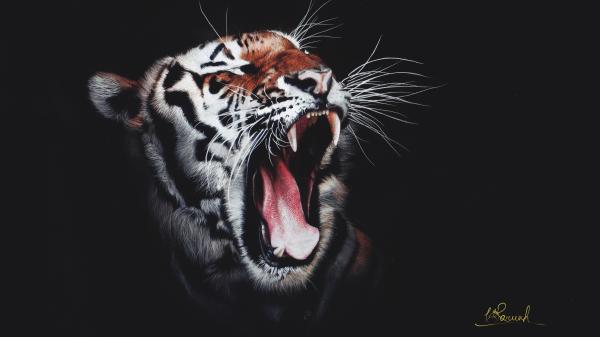 Free roaring tiger 4k wallpaper download