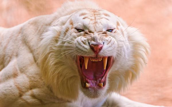 Free roaring white tiger wallpaper download