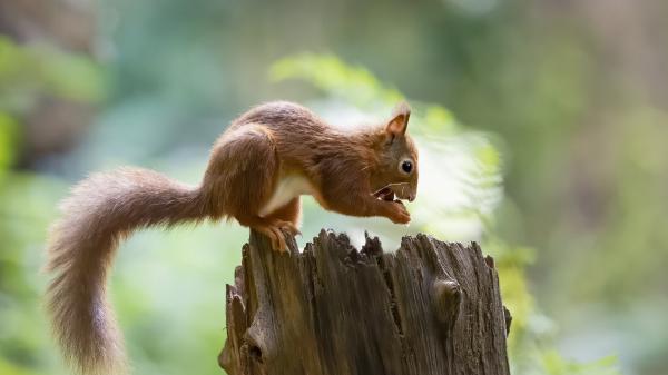 Free rodent brown fox squirrel hd squirrel wallpaper download