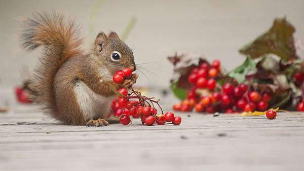 Free rodent brown squirrel hd animals wallpaper download