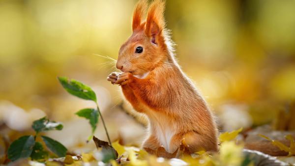 Free rodent red squirrel hd squirrel wallpaper download