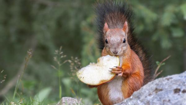 Free rodent red squirrel in blur background hd squirrel wallpaper download