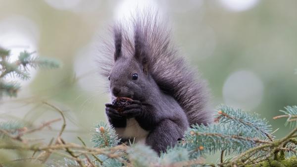 Free rodent squirrel with blur background hd squirrel wallpaper download