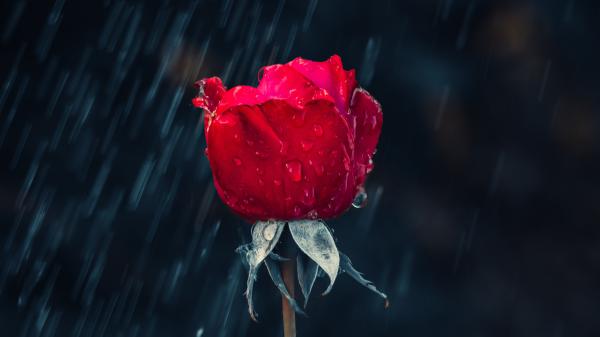 Free rose 5k wallpaper download