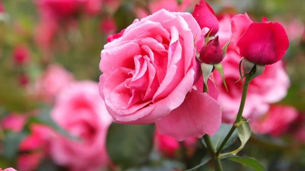 Free rose buds and pink flower with leaves 4k 5k hd flowers wallpaper download