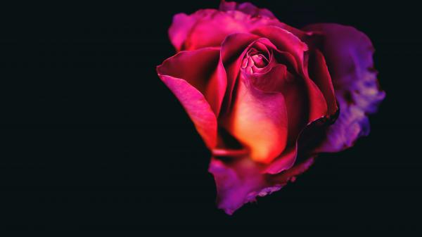 Free rose flower 5k wallpaper download