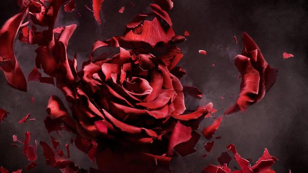 Free rose flower artwork wallpaper download