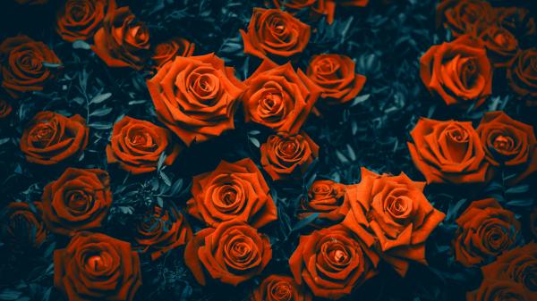 Free rose flowers 4k 5k wallpaper download