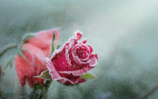 Free rose frost snowfall wallpaper download