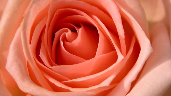 Free rose hdtv 1080p wallpaper download