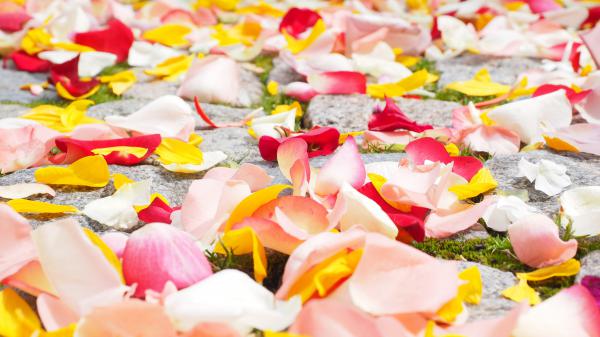 Free rose petals wallpaper download