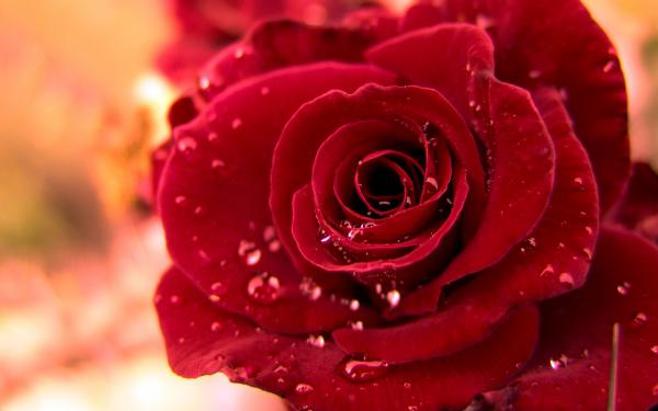 Free rose widescreen wallpaper download