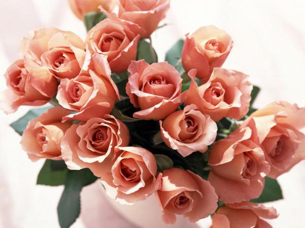 Free roses bunch wallpaper download