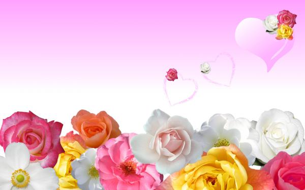 Free roses  love hearts wallpaper download