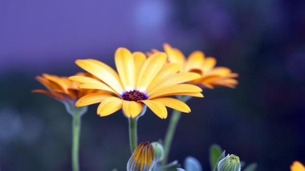 Free rudbeckia flowers wallpaper download