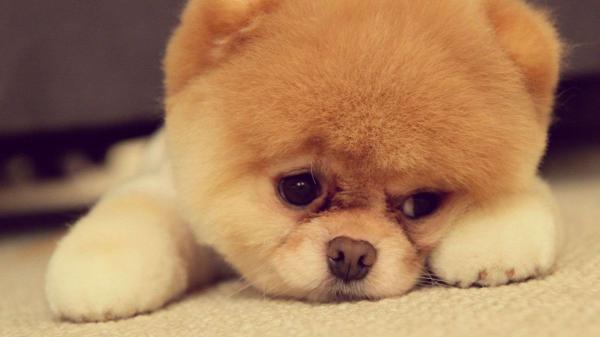 Free sad brown cute puppy is lying down on floor hd animals wallpaper download