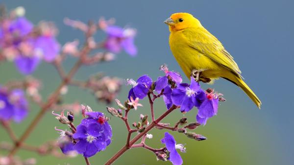 Free saffron finch yellow bird is sitting on purple flower 4k hd birds wallpaper download