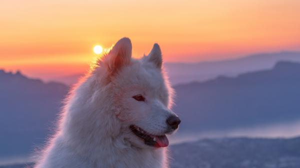 Free samoyed white dog in sunrise background 4k 5k hd animals wallpaper download