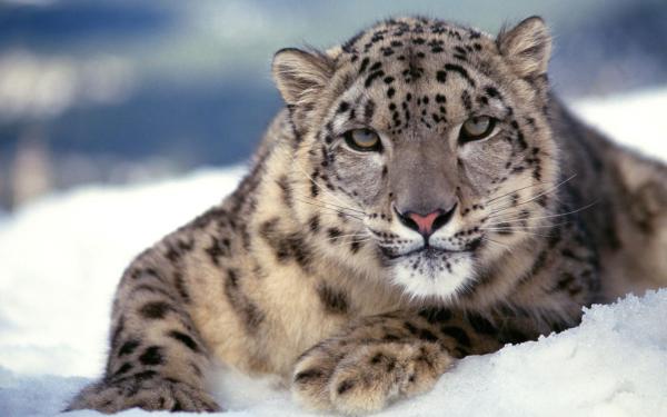 Free scary snow leopard wallpaper download