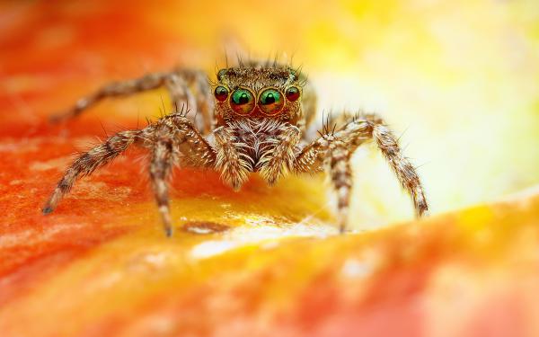 Free scary spider wallpaper download