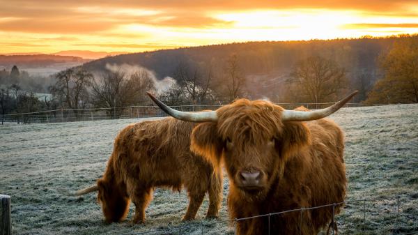 Free scottish cow with background of sunset hd animals wallpaper download