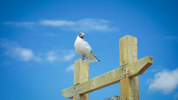 Free seagull bird is standing on wood with background of blue sky with clouds hd birds wallpaper download