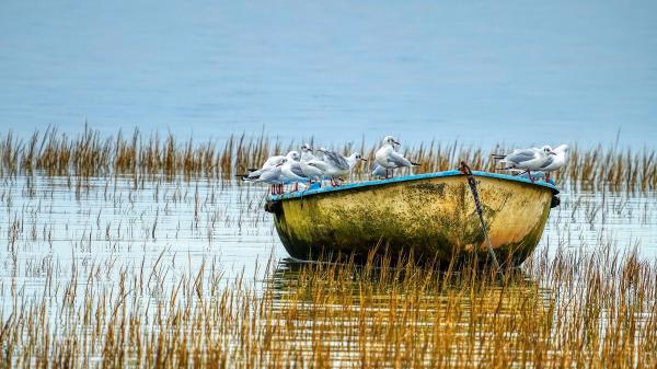 Free seagull birds are standing on boat hd birds wallpaper download